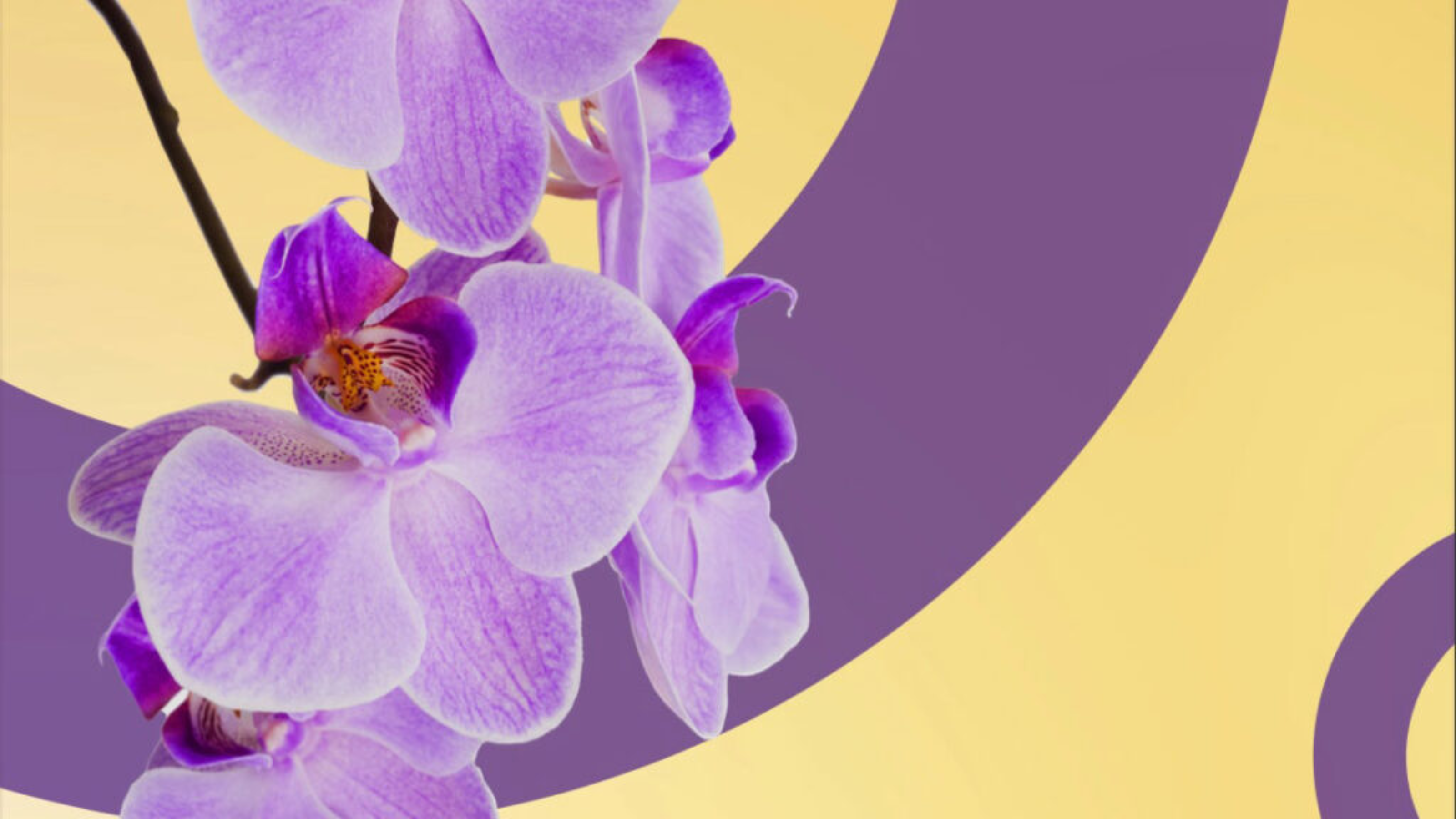 Intersex and VSC imagery