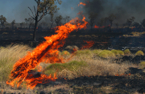 Photograph - fire in the Kimberleys used to regenerate the land. Photo by Wayne Quilliam