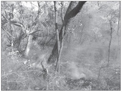 Plate 2: Early dry-season fire – notice the placid nature of the fire and the minimal damage being done to the upper canopy.
