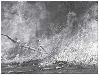Plate 3: Late dry-season fire – notice the violent nature of the fire and the damage that is being done to the upper canopy. Source: Lendrum (2007).