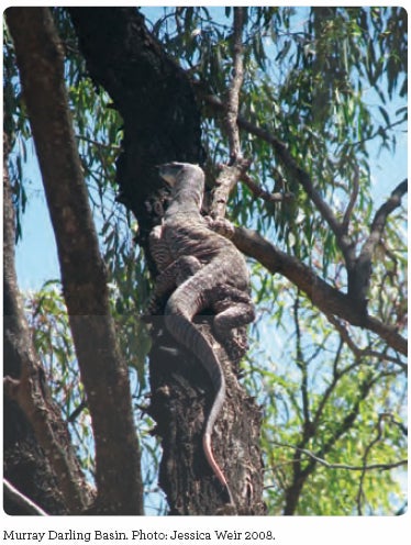Goanna on tree. Murray Darling Basin. Photo: Jessica Weir 2008.