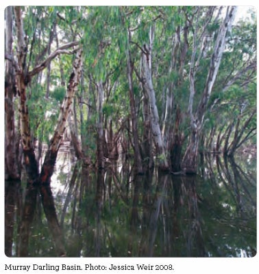 Trees in water. Murray Darling Basin. Photo: Jessica Weir 2008.
