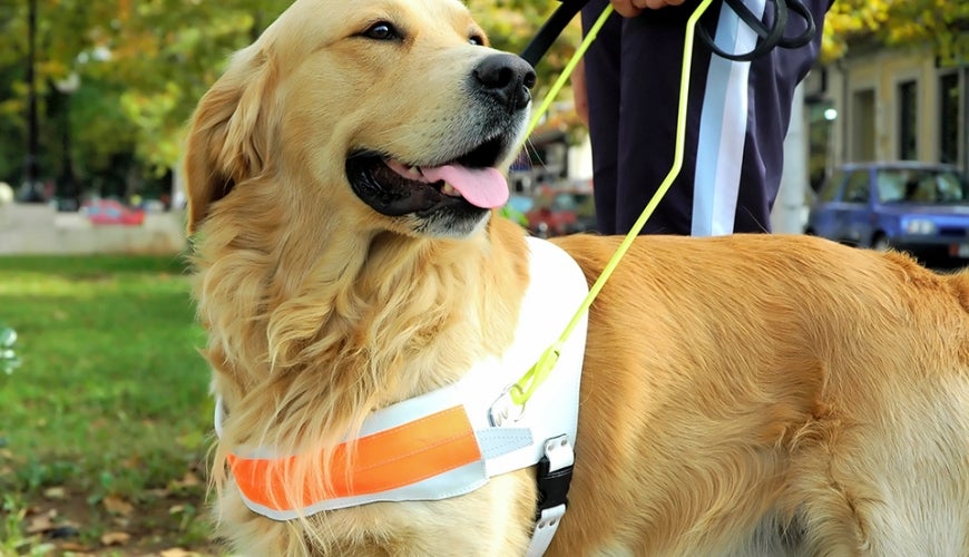 are seeing eye dogs covered by insurance