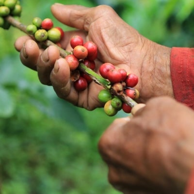 Coffee beans in West Java
